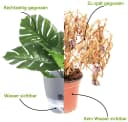 Refined Living Kräutertopf mit Selbstbewässerung, 3er Set Grau Bild 5