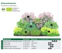 Dehner Bio Stauden-Set Schattengarten 12-teilig Bild 3