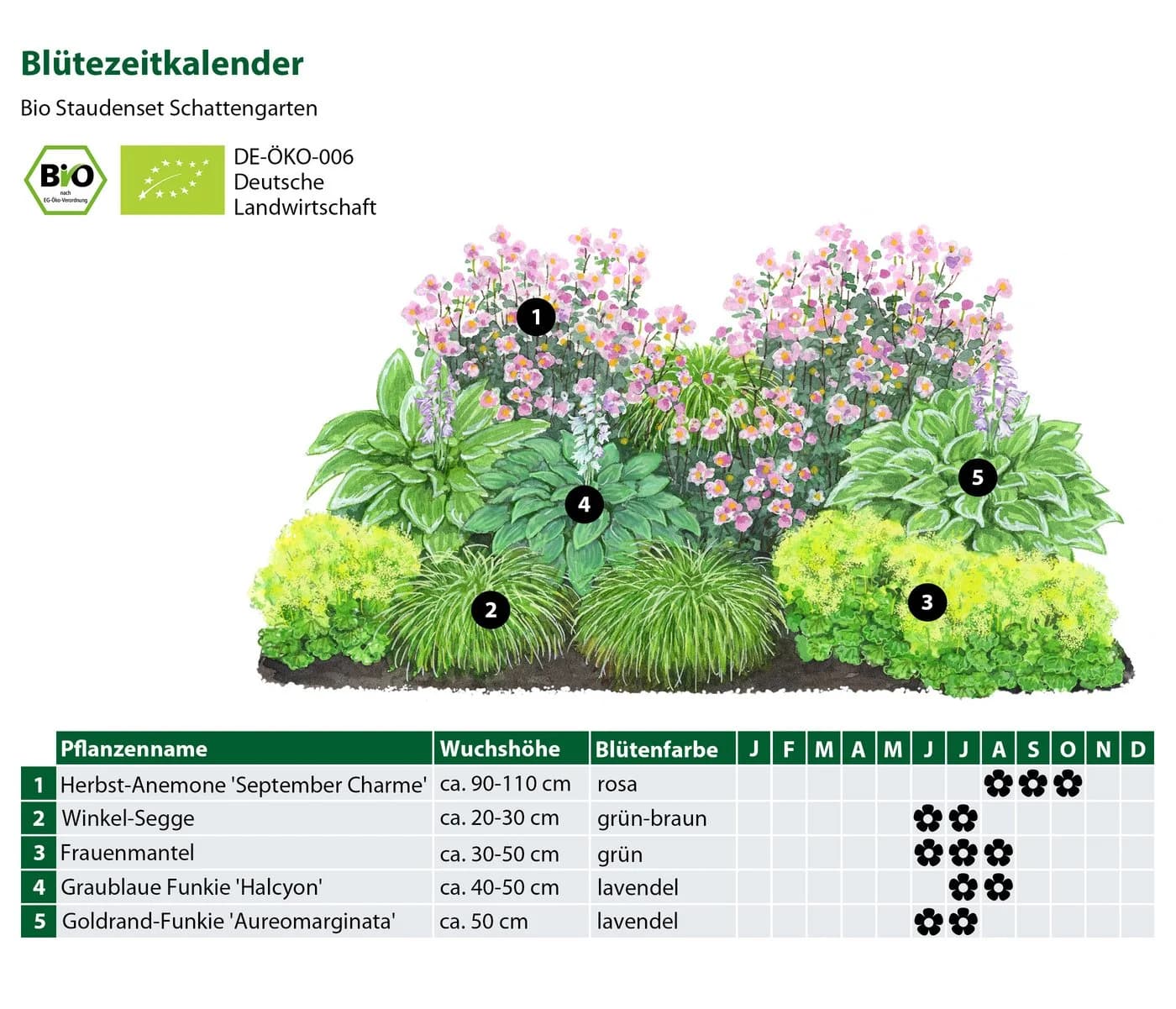 Dehner Bio Stauden-Set Schattengarten 12-teilig - Bild 3