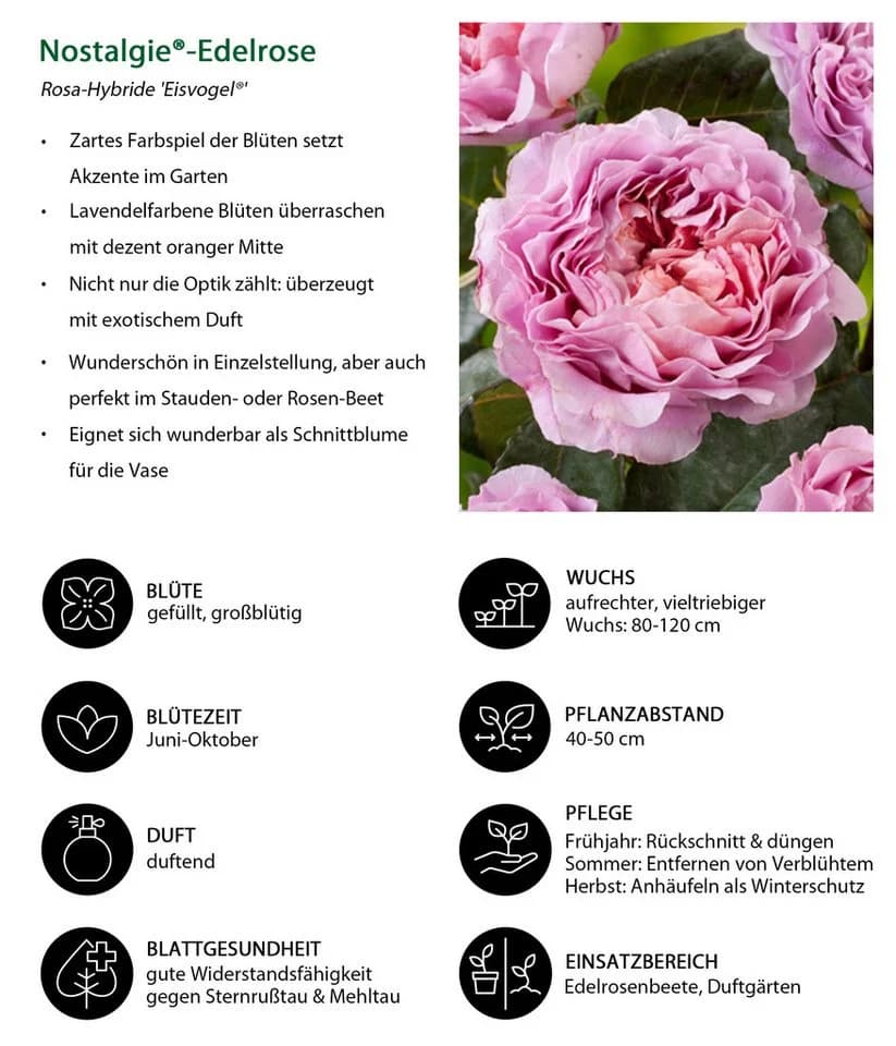Dehner Rose Nostalgie®-Edelrose Eisvogel® Lavendelblau/Kupferorange Tantau