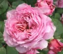 Dehner Rose Nostalgie®-Edelrose Eisvogel® Lavendelblau/Kupferorange Tantau Bild 2