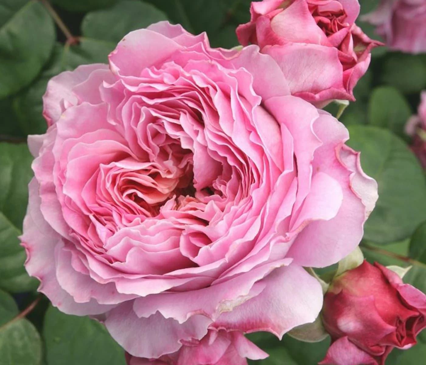 Dehner Rose Nostalgie®-Edelrose Eisvogel® Lavendelblau/Kupferorange Tantau - Bild 2