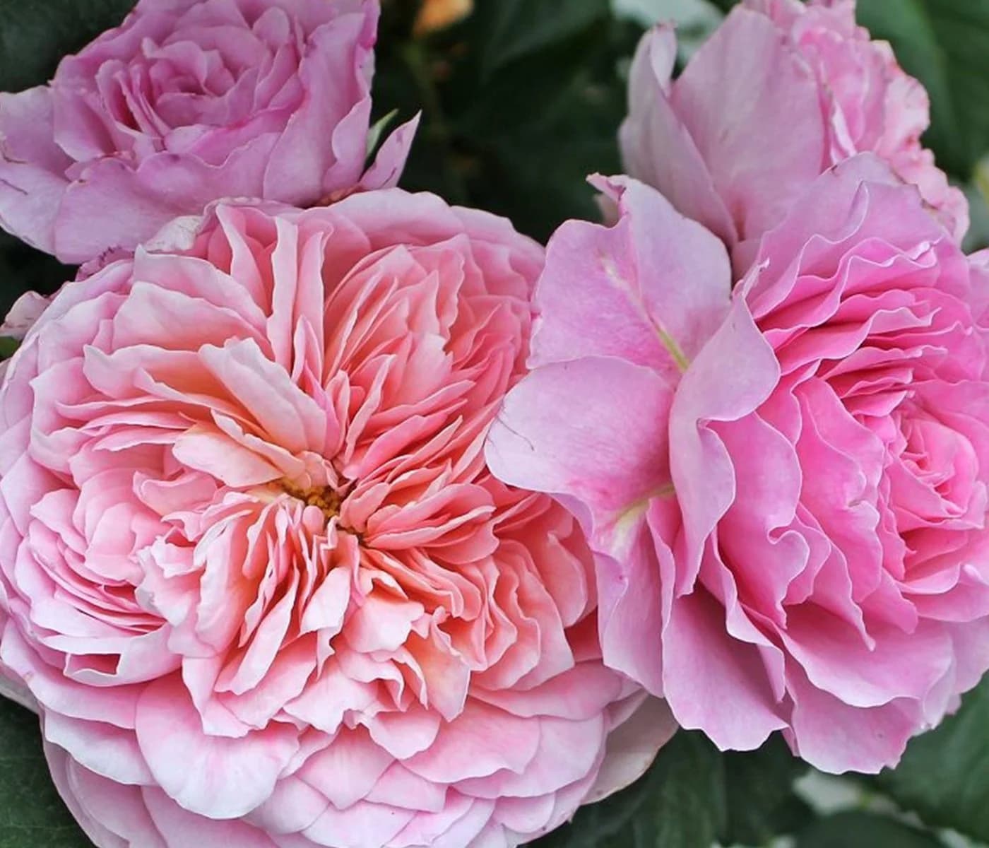 Dehner Rose Nostalgie®-Edelrose Eisvogel® Lavendelblau/Kupferorange Tantau - Bild 3