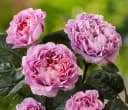Dehner Rose Nostalgie®-Edelrose Eisvogel® Lavendelblau/Kupferorange Tantau Bild 4