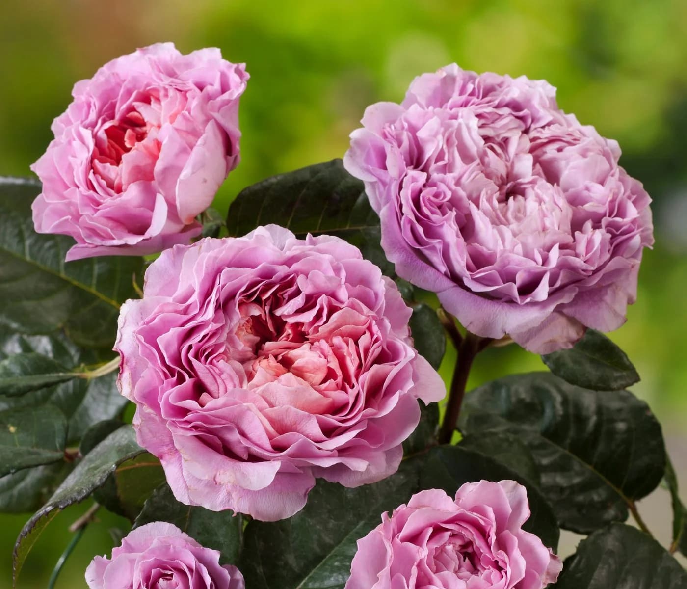 Dehner Rose Nostalgie®-Edelrose Eisvogel® Lavendelblau/Kupferorange Tantau - Bild 4
