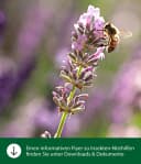 Dehner Insektenhotel Natura Premium Osmia aus Holz und Bambus Bild 3