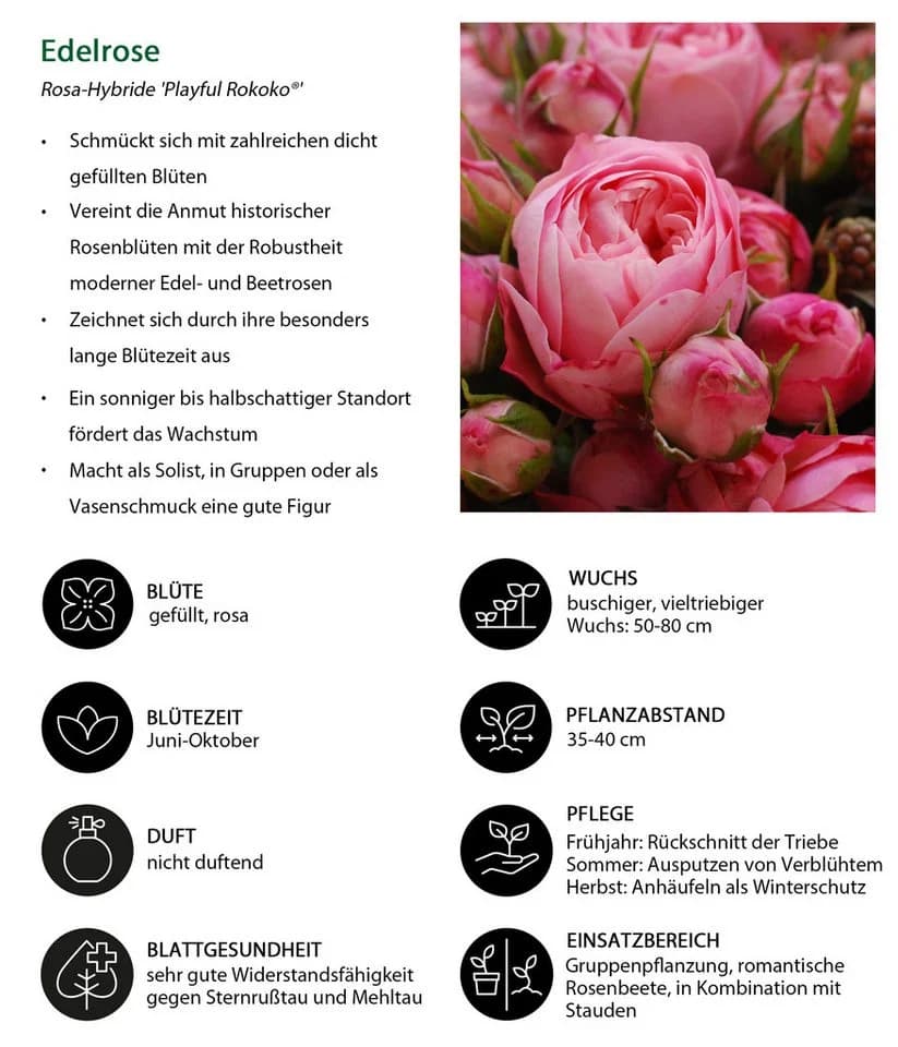 Dehner Edelrose Noblesse® Spray-Rose 'Playful Rokoko®' Pink