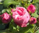 Dehner Edelrose Noblesse® Spray-Rose 'Playful Rokoko®' Pink Bild 2