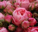 Dehner Edelrose Noblesse® Spray-Rose 'Playful Rokoko®' Pink Bild 3