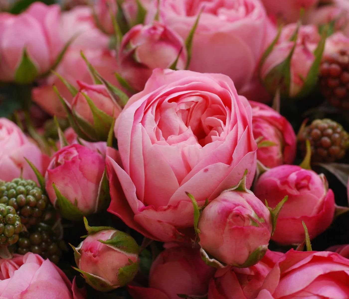 Dehner Edelrose Noblesse® Spray-Rose 'Playful Rokoko®' Pink - Bild 3