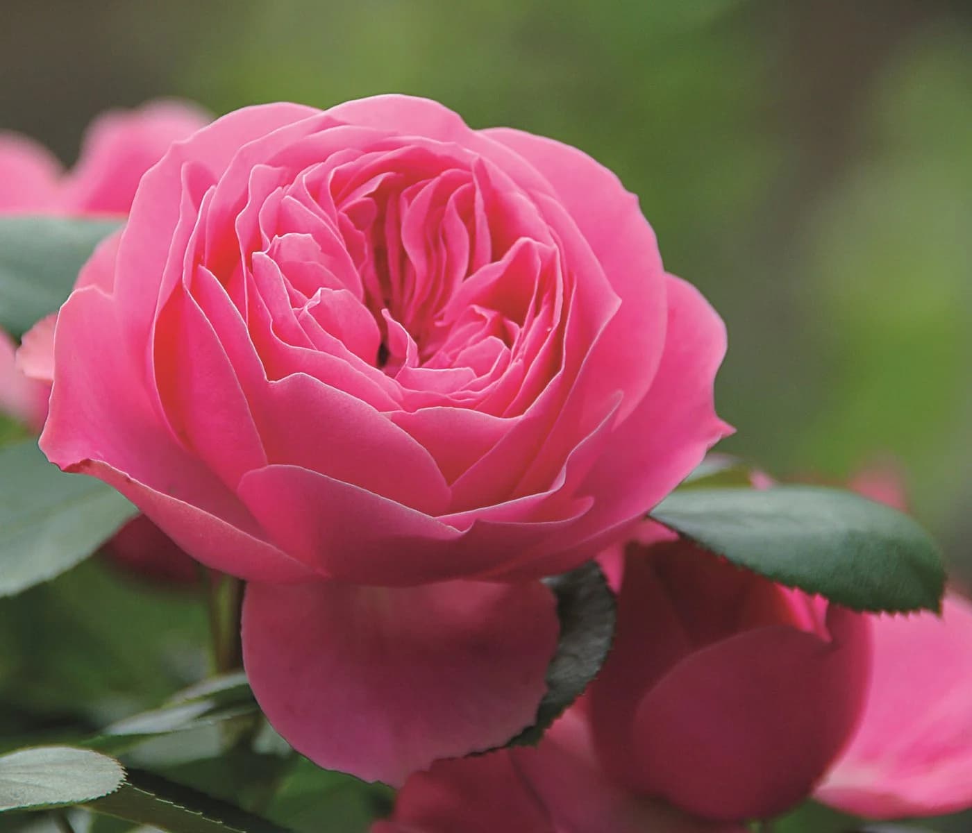Dehner Edelrose Noblesse® Spray-Rose 'Playful Rokoko®' Pink - Bild 4
