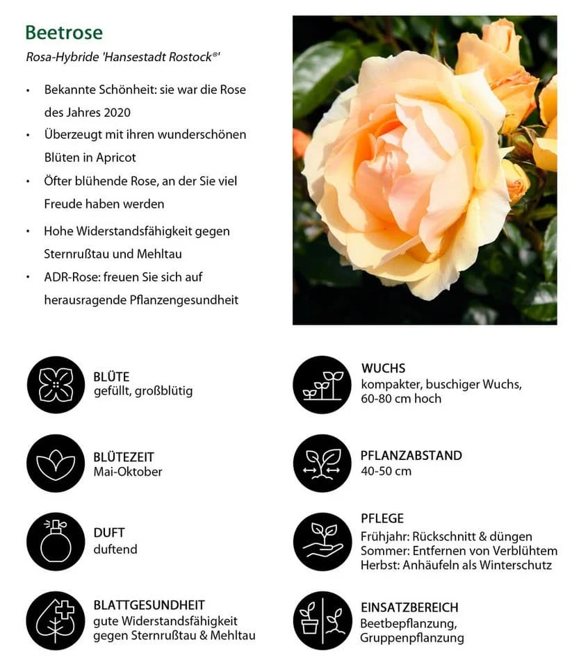 Dehner Beetrose Hansestadt Rostock® gelb-apricot