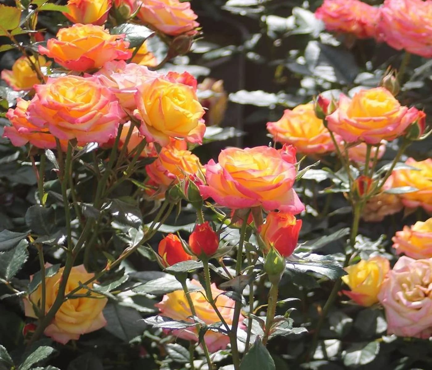 Dehner Rose Zwergrose Tropical Clementine® - Bild 2