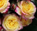 Dehner Rose Zwergrose Tropical Clementine® Bild 3