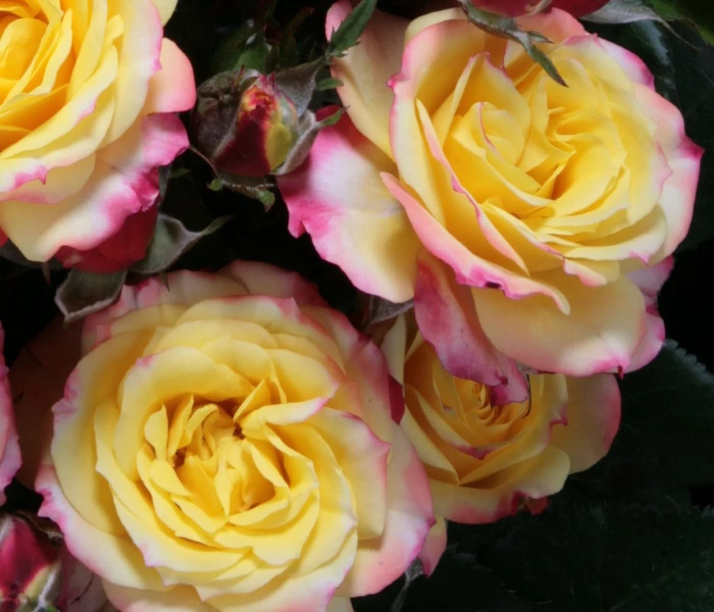 Dehner Rose Zwergrose Tropical Clementine® - Bild 3