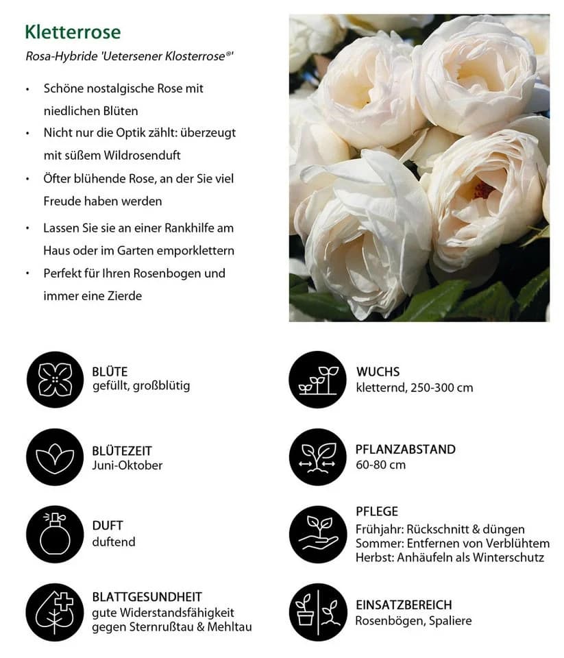 Dehner Kletterrose Uetersener Klosterrose® Weiß Gefüllt