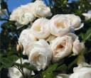 Dehner Kletterrose Uetersener Klosterrose® Weiß Gefüllt Bild 2