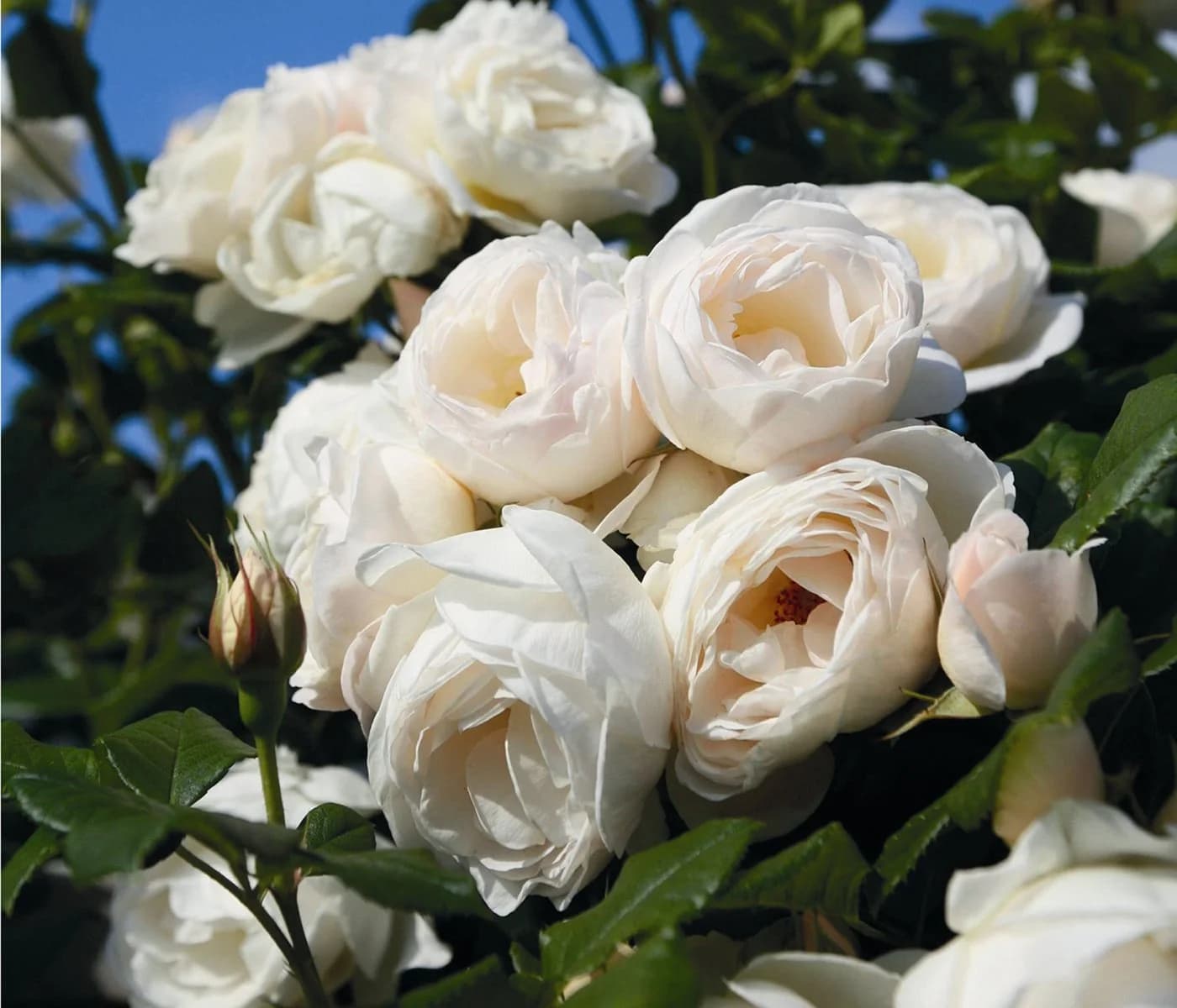Dehner Kletterrose Uetersener Klosterrose® Weiß Gefüllt - Bild 2