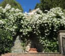 Dehner Kletterrose Uetersener Klosterrose® Weiß Gefüllt Bild 3
