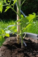 KHW Pflanzenschutzdach Tomatenhut inkl. Stab und Schutzfolie Bild 3
