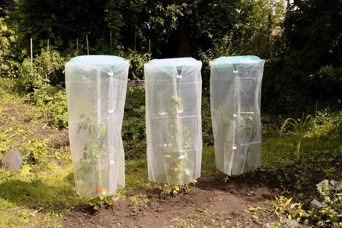 KHW Pflanzhilfe Tomatenhut 3er Set mit Schutzfolie - Bild 2