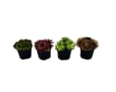Exotenherz Beetpflanze Hauswurz-Set 4 verschiedene Sempervivum-Sorten Bild 1