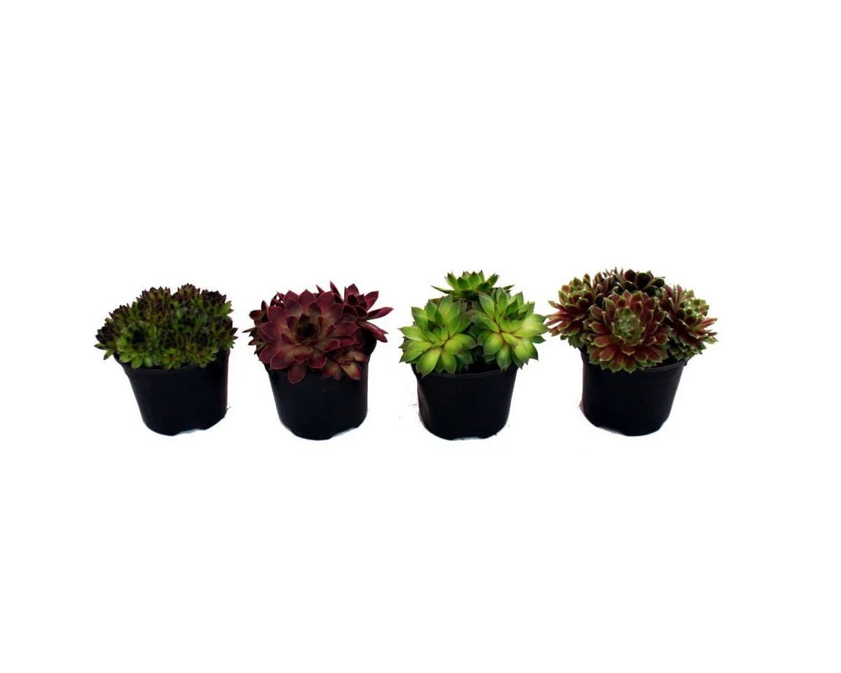 Exotenherz Beetpflanze Hauswurz-Set 4 verschiedene Sempervivum-Sorten