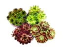 Exotenherz Beetpflanze Hauswurz-Set 4 verschiedene Sempervivum-Sorten Bild 2