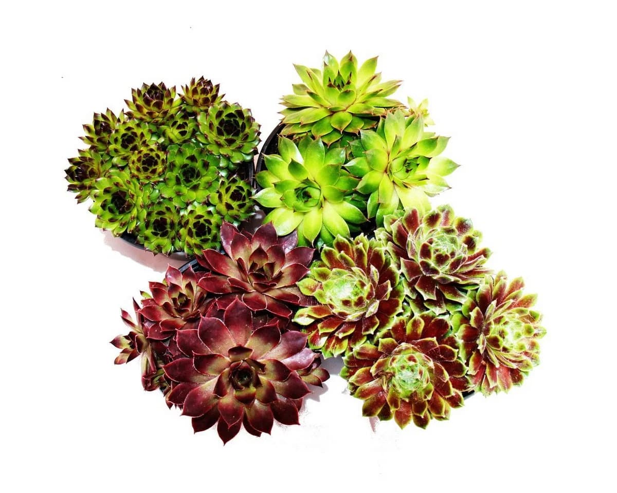 Exotenherz Beetpflanze Hauswurz-Set 4 verschiedene Sempervivum-Sorten - Bild 2