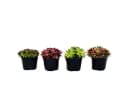 Exotenherz Beetpflanze Hauswurz-Set 4 verschiedene Sempervivum-Sorten Bild 3