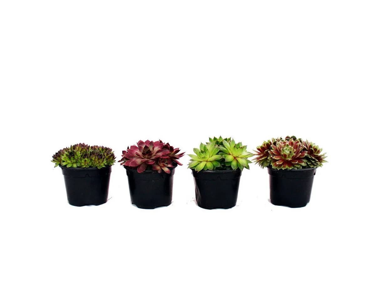 Exotenherz Beetpflanze Hauswurz-Set 4 verschiedene Sempervivum-Sorten - Bild 3