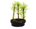 Exotenherz Outdoor-Bonsai Urwelt-Mammutbaum Kleiner Wald mit 3 Pflanzen Bild 1