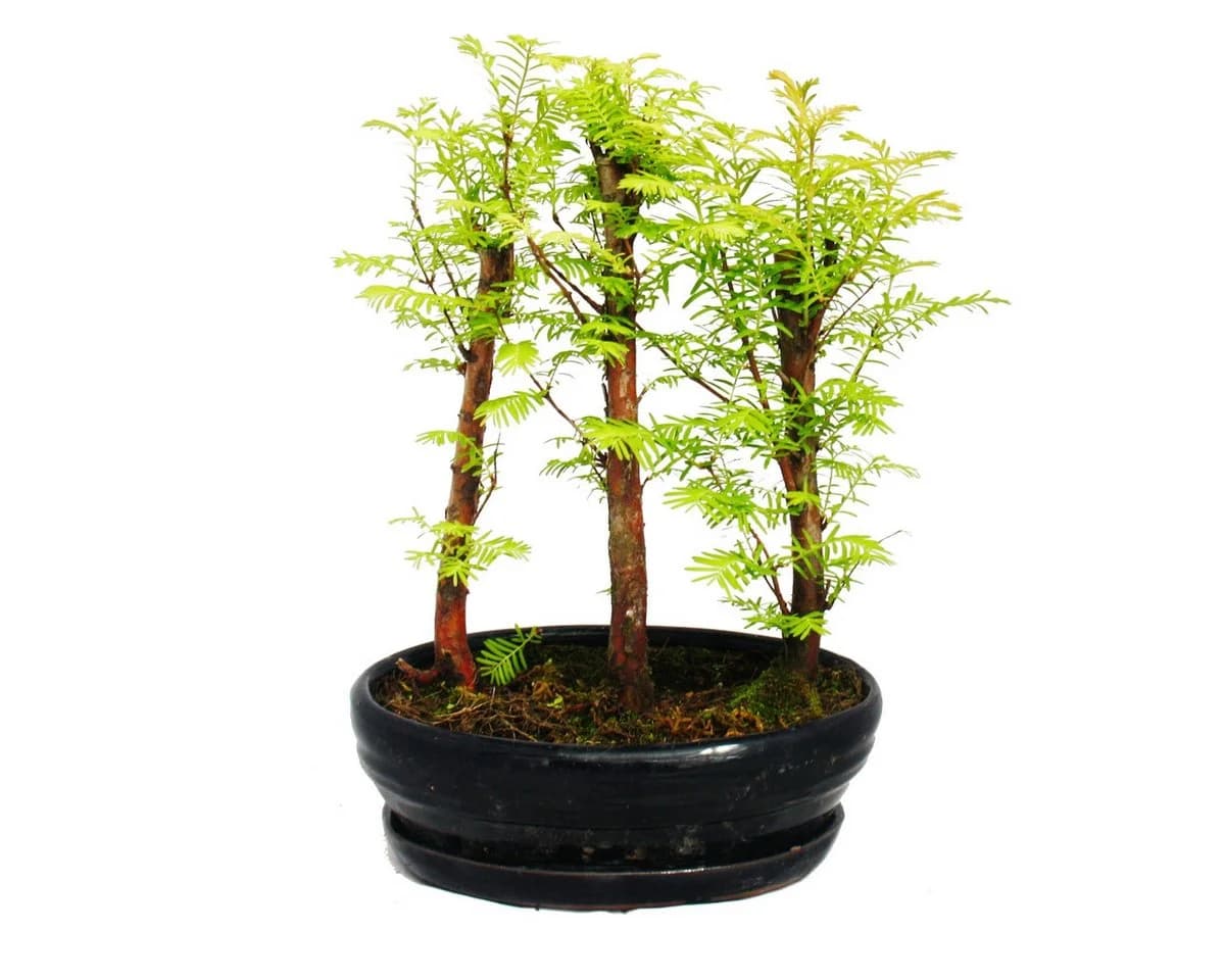 Exotenherz Outdoor-Bonsai Urwelt-Mammutbaum Kleiner Wald mit 3 Pflanzen