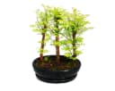 Exotenherz Outdoor-Bonsai Urwelt-Mammutbaum Kleiner Wald mit 3 Pflanzen Bild 2
