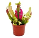 Exotenherz Schlauchpflanzen-Trio 3 Sarracenia im 9cm Topf Bild 1