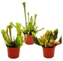 Exotenherz Schlauchpflanzen-Trio 3 Sarracenia im 9cm Topf Bild 2