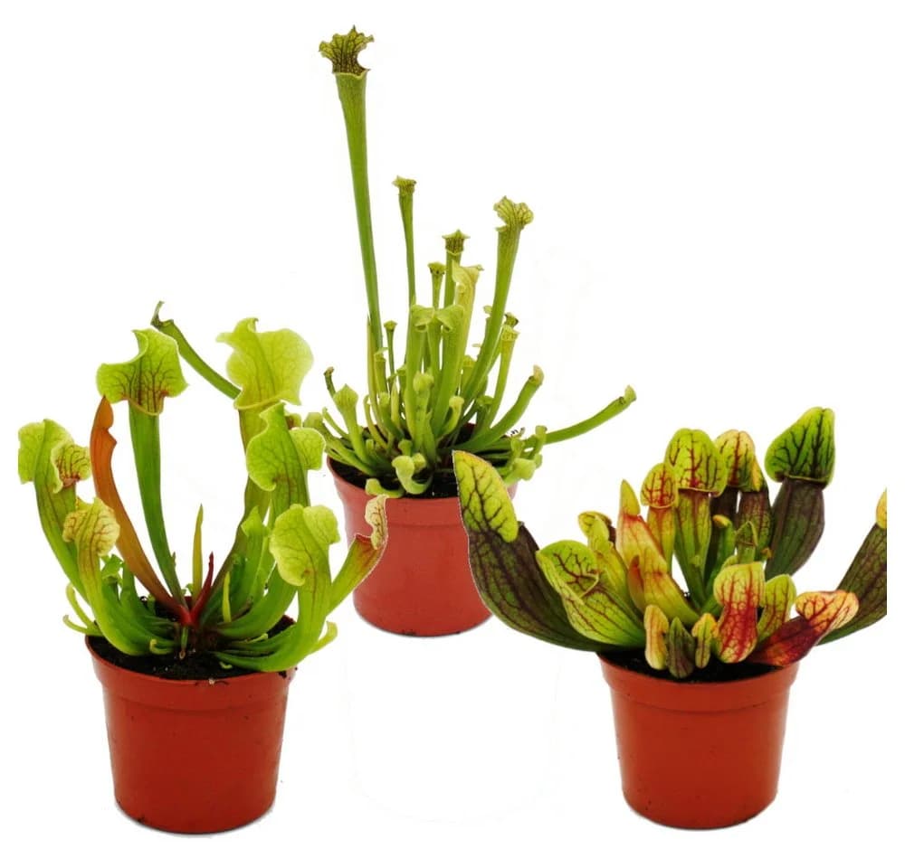 Exotenherz Schlauchpflanzen-Trio 3 Sarracenia im 9cm Topf - Bild 2