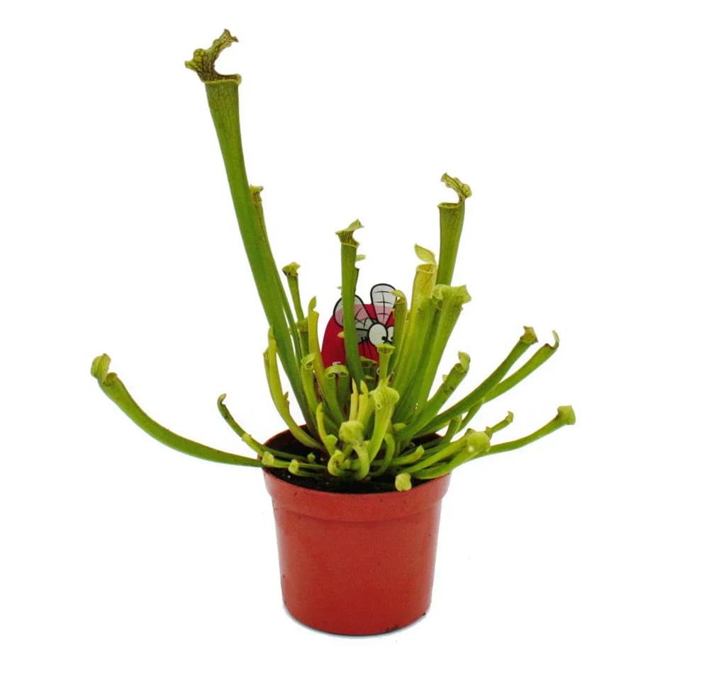 Exotenherz Schlauchpflanzen-Trio 3 Sarracenia im 9cm Topf - Bild 3