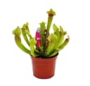 Exotenherz Schlauchpflanzen-Trio 3 Sarracenia im 9cm Topf Bild 4
