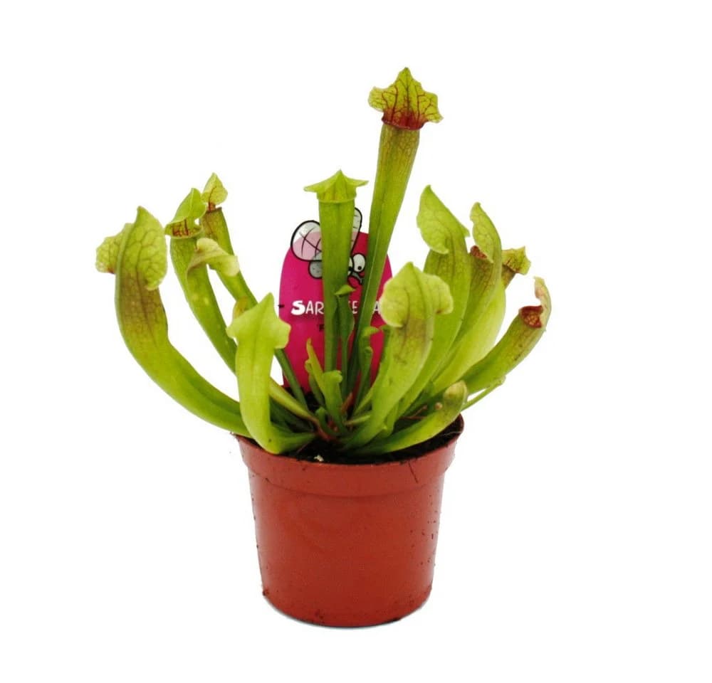Exotenherz Schlauchpflanzen-Trio 3 Sarracenia im 9cm Topf - Bild 4
