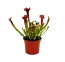 Exotenherz Schlauchpflanzen-Trio 3 Sarracenia im 9cm Topf Bild 5