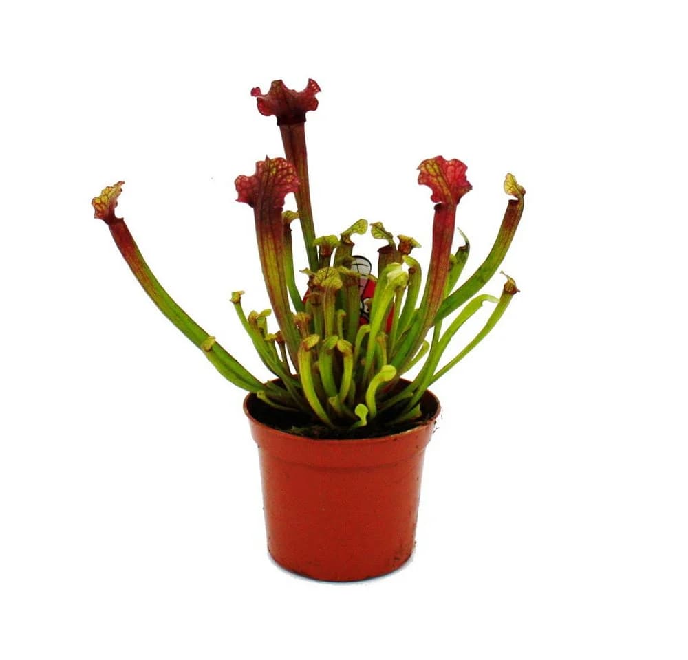 Exotenherz Schlauchpflanzen-Trio 3 Sarracenia im 9cm Topf - Bild 5