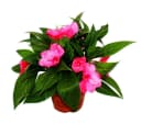 Exotenherz Edel-Lieschen Impatiens Neu-Guinea 3er Set bunt Bild 1