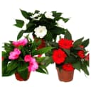 Exotenherz Edel-Lieschen Impatiens Neu-Guinea 3er Set bunt Bild 2
