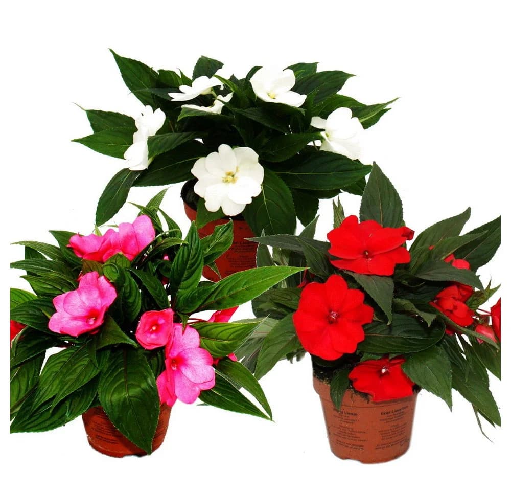 Exotenherz Edel-Lieschen Impatiens Neu-Guinea 3er Set bunt - Bild 2