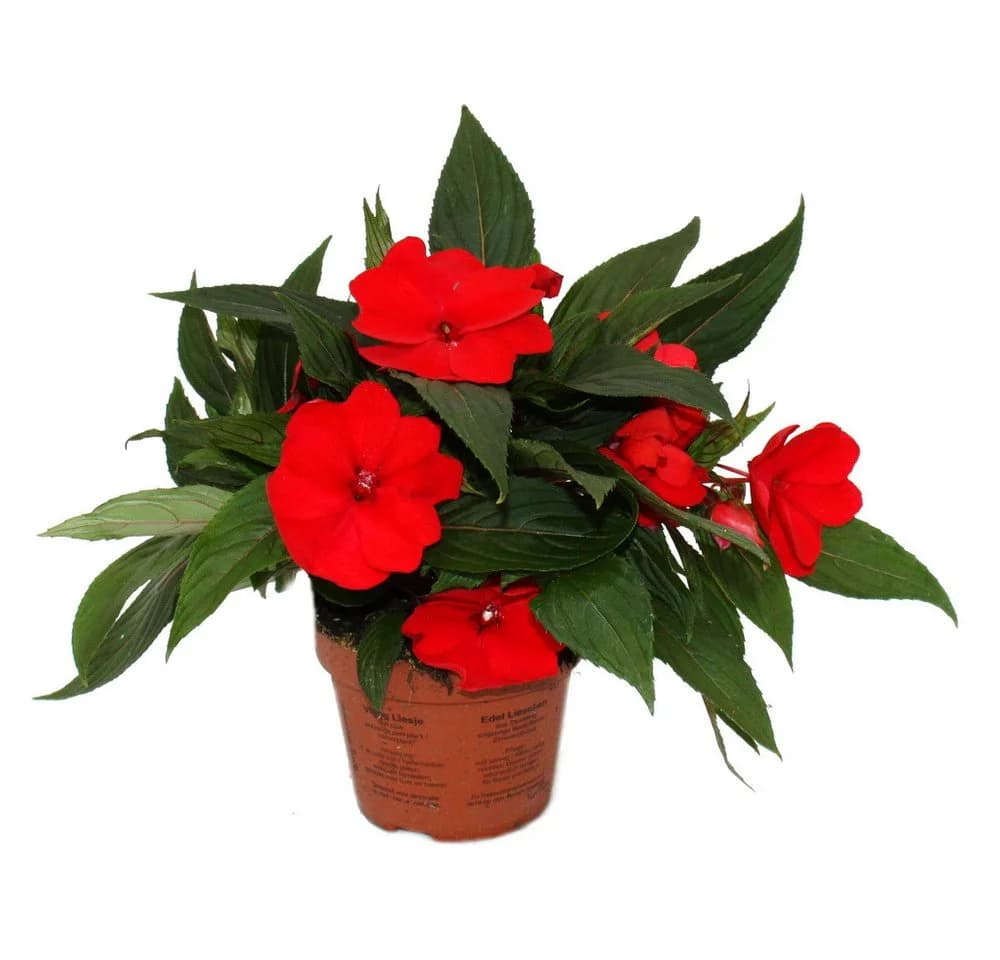 Exotenherz Edel-Lieschen Impatiens Neu-Guinea 3er Set bunt - Bild 3