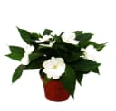Exotenherz Edel-Lieschen Impatiens Neu-Guinea 3er Set bunt Bild 4
