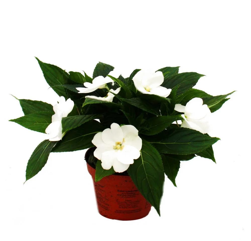 Exotenherz Edel-Lieschen Impatiens Neu-Guinea 3er Set bunt - Bild 4