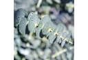 Exotenherz Eukalyptus gunnii 2er Set winterhart 14cm Topf Bild 1