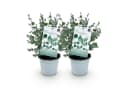 Exotenherz Eukalyptus gunnii 2er Set winterhart 14cm Topf Bild 2